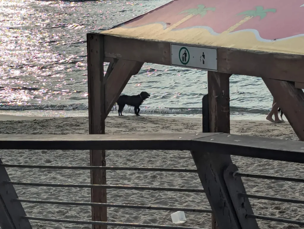 Dog standing on the sand at the Tel Aviv dog beach