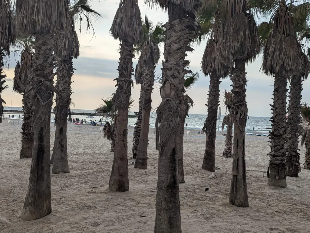 Palm grove on the sand at Gordon Beach