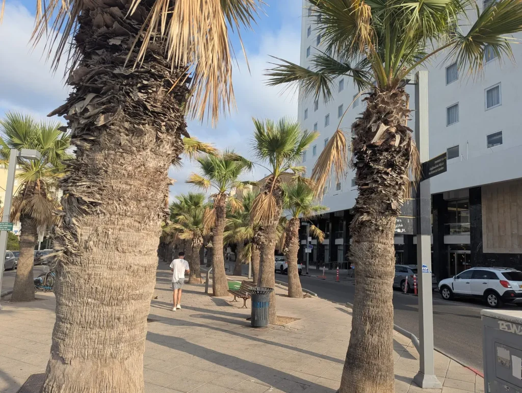 Palm-lined Nordau Boulevard leading from Grand Beach Hotel toward the sea