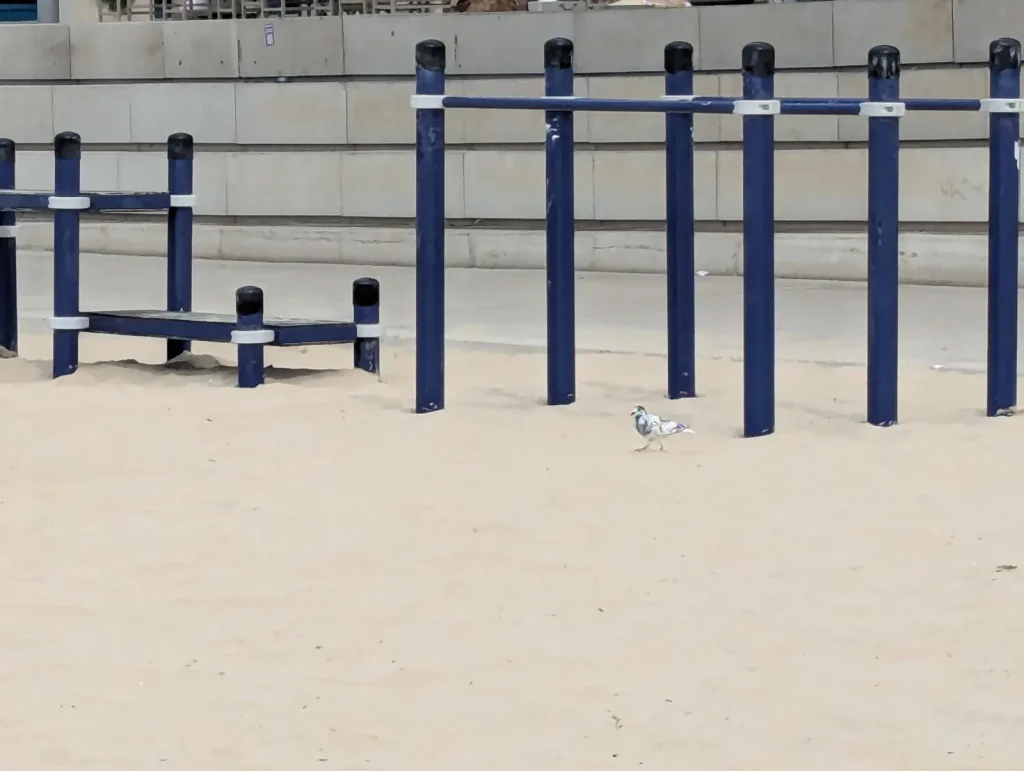 A pigeon walking past the blue fitness bars on the sand