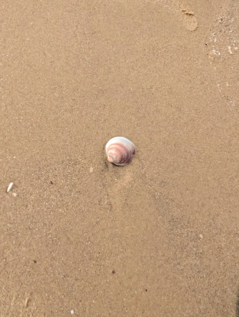 A seashell on wet sand at a Tel Aviv beach